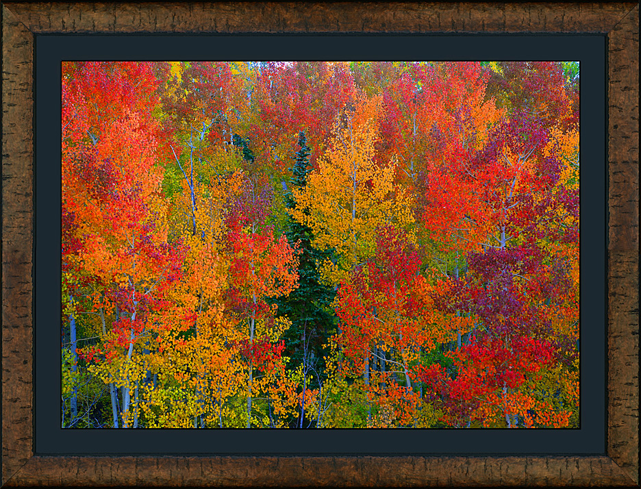 Framed Autumn's Essence