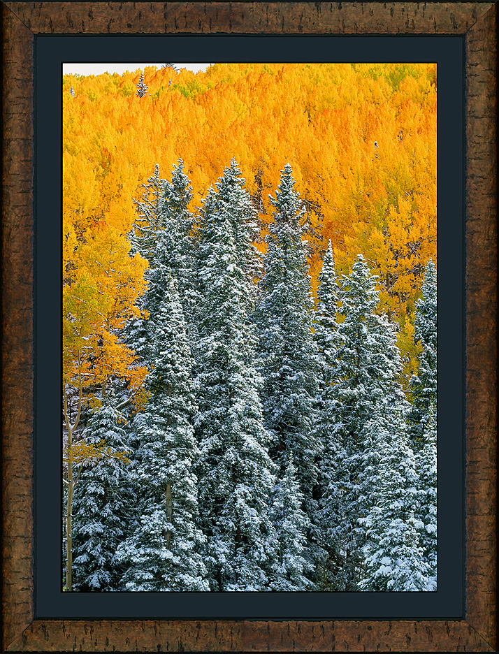 framed autumn contrasts