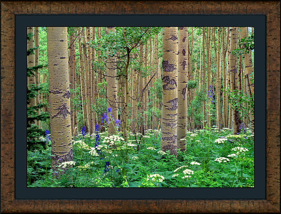 framed aspen forest 2