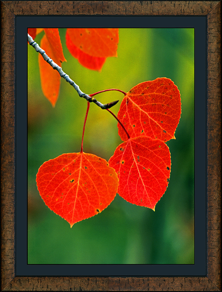 framed autumn blush
