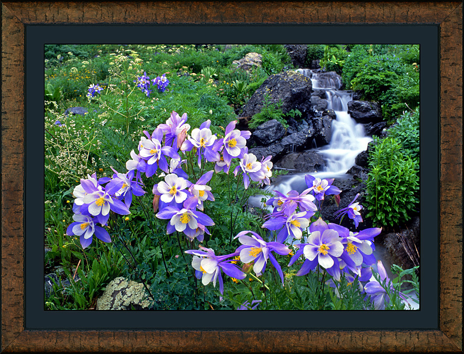 framed columbine couture