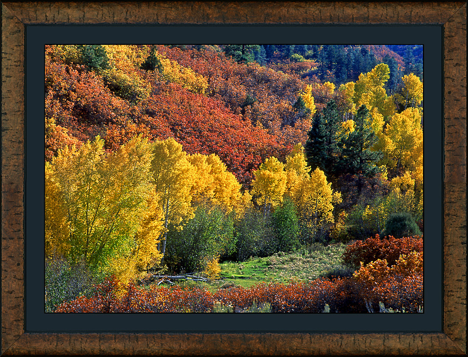framed cottonwood creek