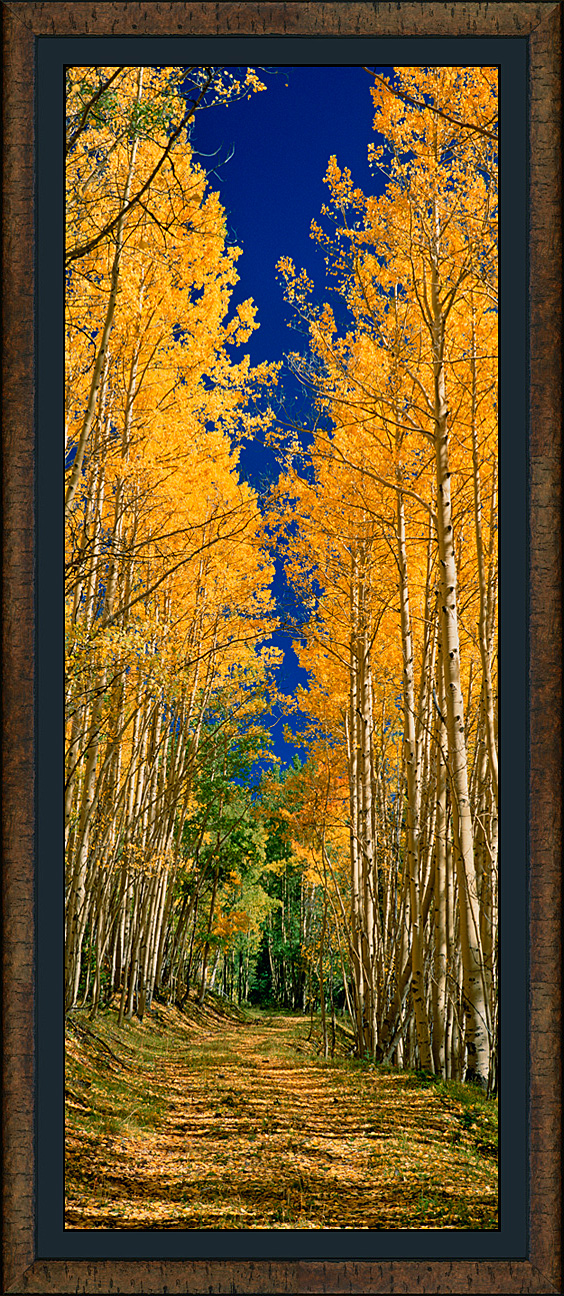 framed pan autumn road_roma