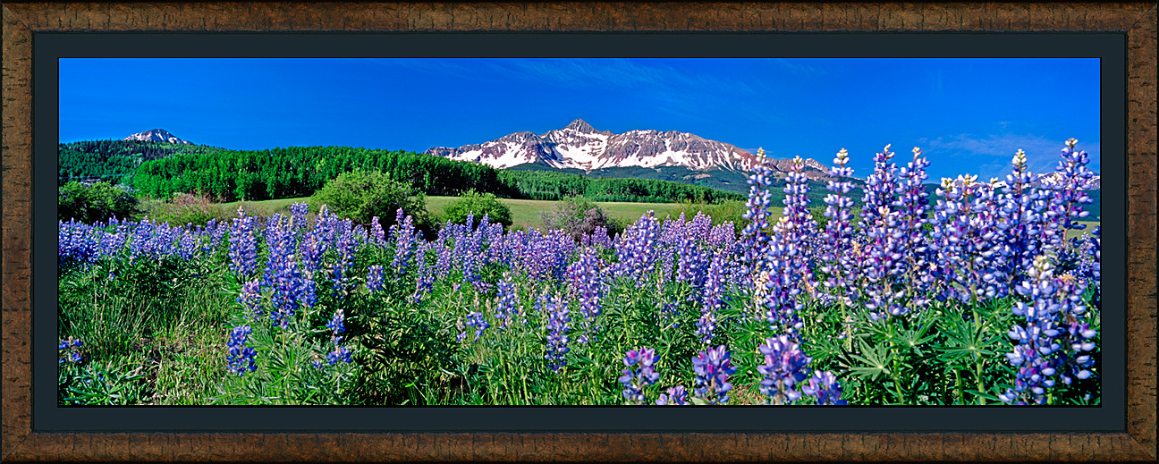 framed pan ptarmigan meadows