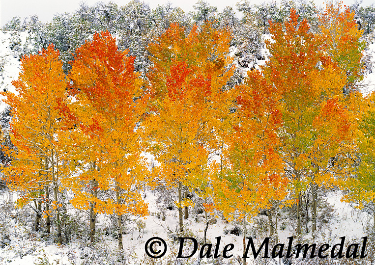 Autumn Adieu