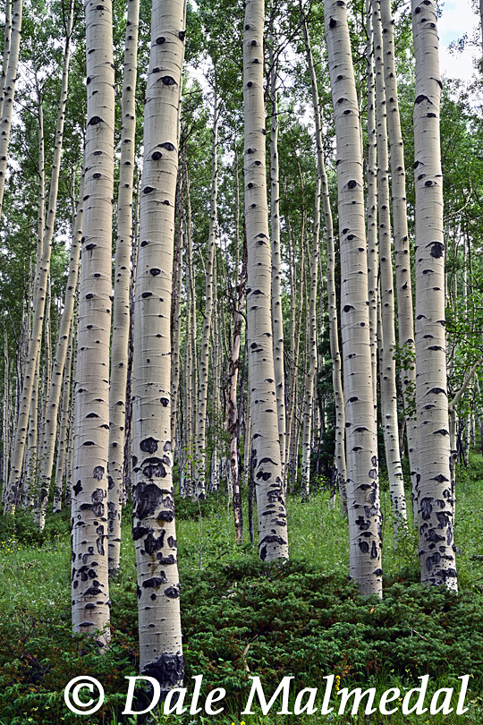 boulder mountain spring