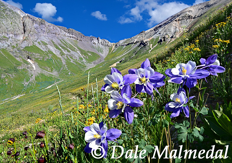 columbine spirit
