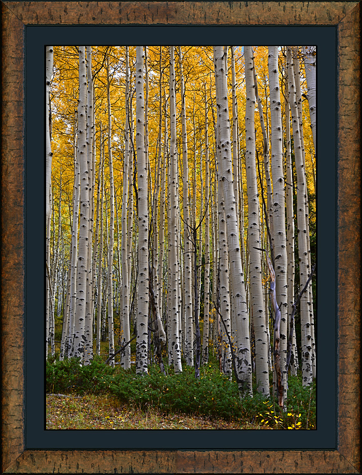 framed the seasons 2