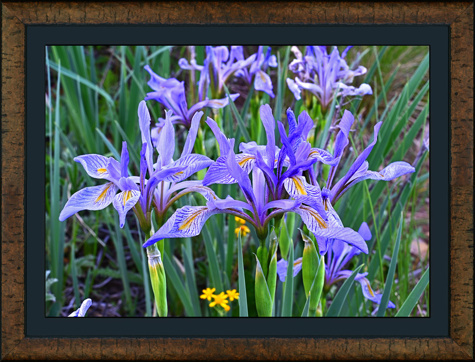 framed western blue flag iris