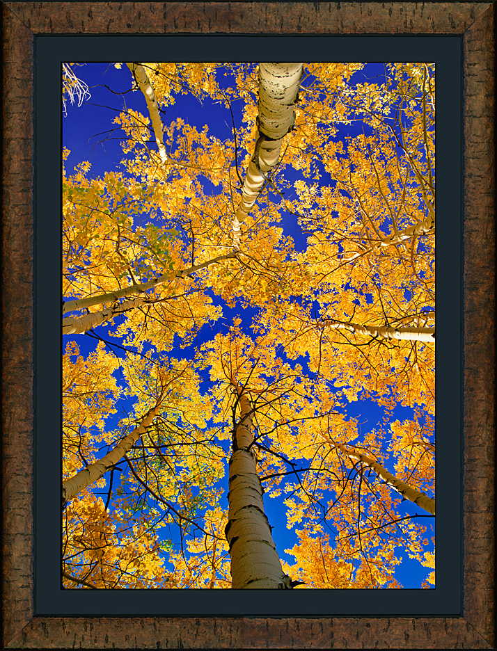 framed autumn spires - roma