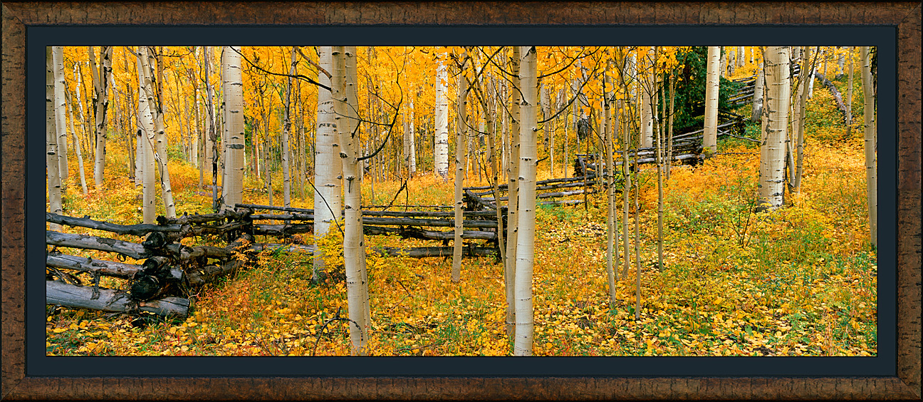 framed pan autumn woodlands - roma