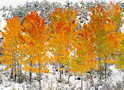 Autumn Adieu