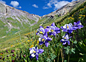 columbine spirit
